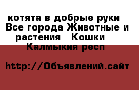 котята в добрые руки - Все города Животные и растения » Кошки   . Калмыкия респ.